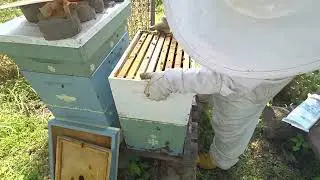 Our first time using Varroxsan.