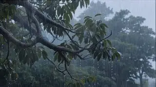 Trouble Sleeping? Calm Your Mind with 3 Minutes of Heavy Rain Sounds in a Forest Valley