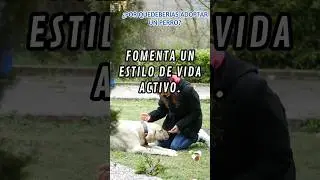 Estilo de VIDA MAS ACTIVO: 15 Motivos para Adoptar un Perro y Cambiara tu Vida #mascotasfelices