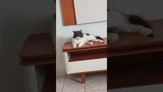 MEU GATO FOFUCHO S&Oacute; QUER VIVER ASSIM EM CIMA DA ESTANTE AGORA SE AMOSTRANDO PORQUE &Eacute; LINDO