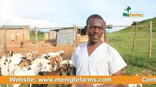 Menigte's Practical Goat Business Plan implementation Yielding Tremendous results for Goat farmers.