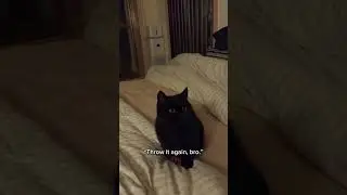 This Cat Learned Fetch and Now He&rsquo;s Unstoppable #CatSkills #FunnyAnimalShorts #CatShorts #ComedyPets