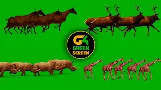 #greenscreen Group Animal Stampede Crossover With Sound Effect (Part 2) Realistic Animals Run Walk