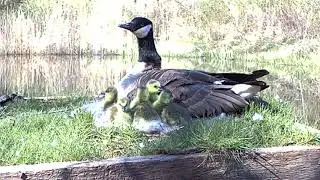 Fremde Gänseeier, gewaltsam adoptiert und ausgebrütet, Vermischung von Grau- und Kanadagänsen.