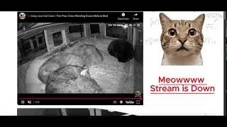 When the Paw Crew Live Stream Goes Down 🐾 Here&rsquo;s How to Still Watch