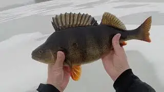 🎥💥 PILKILL&Auml; 2024 KAUDEN SUURIN : 1.429 kg ja 44cm AHVEN!!! 🤯 BIGGEST PERCH EVER IN ICE FISHING!!!