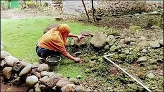 Kegiatan ibu rumah tangga di desa cabut rumput dan masak ikan pallu kacci