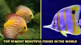 Top 10 Most Beautiful Fishes In The World | Exquisite Colors and Patterns