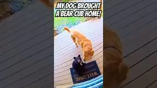 My Dog Thought a BEAR Cub Was a Puppy! 😂