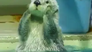 | 9GAG | When you see a dog in public.