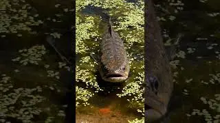 😱 CRAZY Fish Bite! You Won't Believe This! 🎣 #fishing #fishbite #crazyfishing