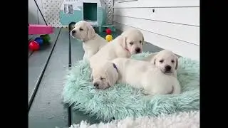 Tiny Polar Bear Cubs? 🐻&zwj;❄️ Watch These White Lab Puppies Play!