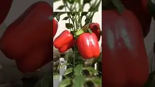 Easily grow capsicum at home #new #trending #gardening