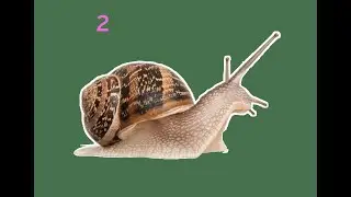 slow snail the movie 2
