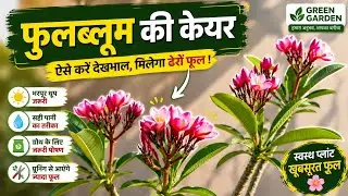 Champa / Plumeria Flower Plant Ki Care Kaise Kare 🌼 | Complete Care Guide