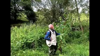 Himalayan Balsam with John Feehan in August, Wildflowers of Offaly series