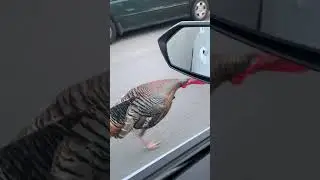 Wild Turkey Runs over 15 MPH to Beat Car in Road Race