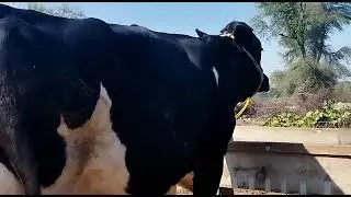 30 liter wali cow ala nasal ki cow