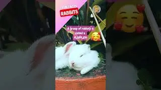 3 Fun Facts About Rabbits You Didn't Know! #shorts #funfacts #rabbit