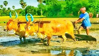 mud land | cow videos | mattu vandi | bullock | bull videos | mud land agriculture | விவசாயம்