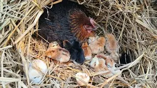Broody Hen vs Incubator: Hatching Eggs the Natural Way🐥❤️