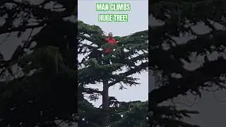 Man Climbs Massive Tree! #Stunt #Protest #Accident #TreeClimbing