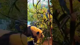 Panda in berlin zoo&hellip; #shorts #youtubeshorts #subscribe #trending #berlin #panda