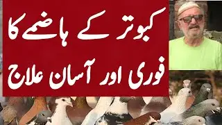Treatment for pigeon's digestion // Treatment for pigeon's blocked stomach || #pigeonartv