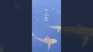 This Is Why We Dive 💙🤙🏽🦈 #sharkdiving #oceantime #sharks #oneoceandiving #freedive #sky