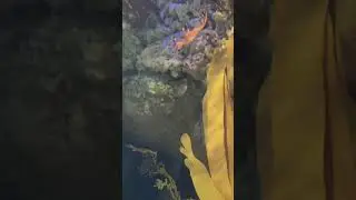Comment name of this animal! #shorts #trending #aquarium #sea #travel #singapore #vietnam #dragon