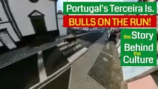 BULLS Chasing PEOPLE! Tourada &agrave; Corda: The Bullish Culture of Portugal's Terceira Island, Azores