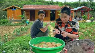 The process of raising coconut weevils. Plant more tomatoes and weed the peanut garden