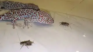 Catch and Play Scary Giant Gecko, I'm not afraid | Gecko | Insect | Animals #gecko #pets #insects