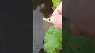 I found a green grasshopper to feed my pond fish by hand.