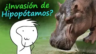 ¿Por qué hay hipopótamos en Colombia? - Especies invasoras