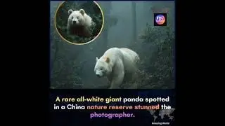 All-White Giant Panda Found in China | Rare Wildlife Moment&rdquo; #shorts #animalfacts #panda