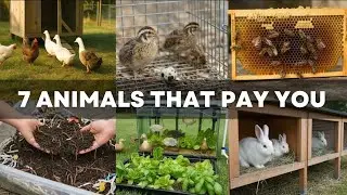 7 Backyard Animal Systems That Actually Pay Monthly
