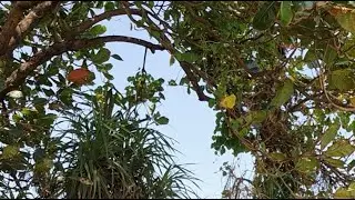 OneViking1 is live| GOOD WAVES FOR SURFING 🏝 BEAUTIFULL BEACH❤️&zwj;🔥