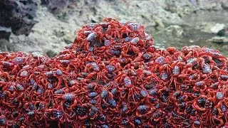 Подробная аналитика Мега-Краба