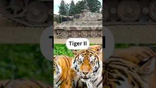 Zoo in Germany.  #tank #germantank #germany #zoo #animals #animal #military