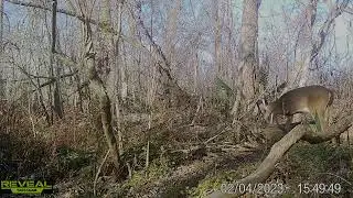 Maurepas Swamp WMA  Trail Cam Videos thru Feb. 2023