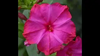 Dziwaczek peruwiański - Mirabilis jalapa