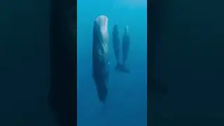 Mom Whale with her calf's taking a nap. #Sperm Whale #savewhales #saveearth