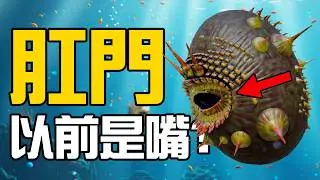 我們是什麼時候放棄用肛門吃東西的？丨黑毛羊駝