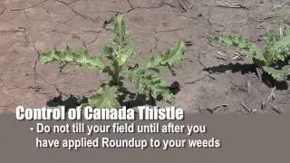 Weed of the Week #674-Canada Thistle (Air Date 3/6/11)