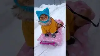 Кошка Мотя: 