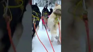 Husky Park Levi 2 km Musher-Driven Safaris