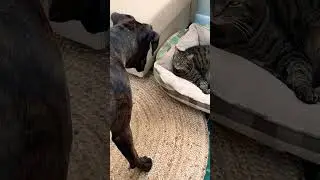 Boxer dog won&rsquo;t stop bugging the cat 😂