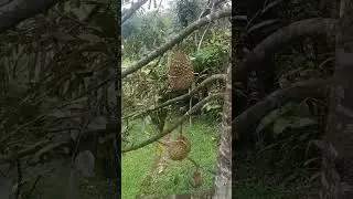 duren wonosalam #youtube #jawatimur #wonosalam #durian #durianindonesia #durianlokalsuper