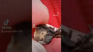 Dracula's tooth or Angel Fang?